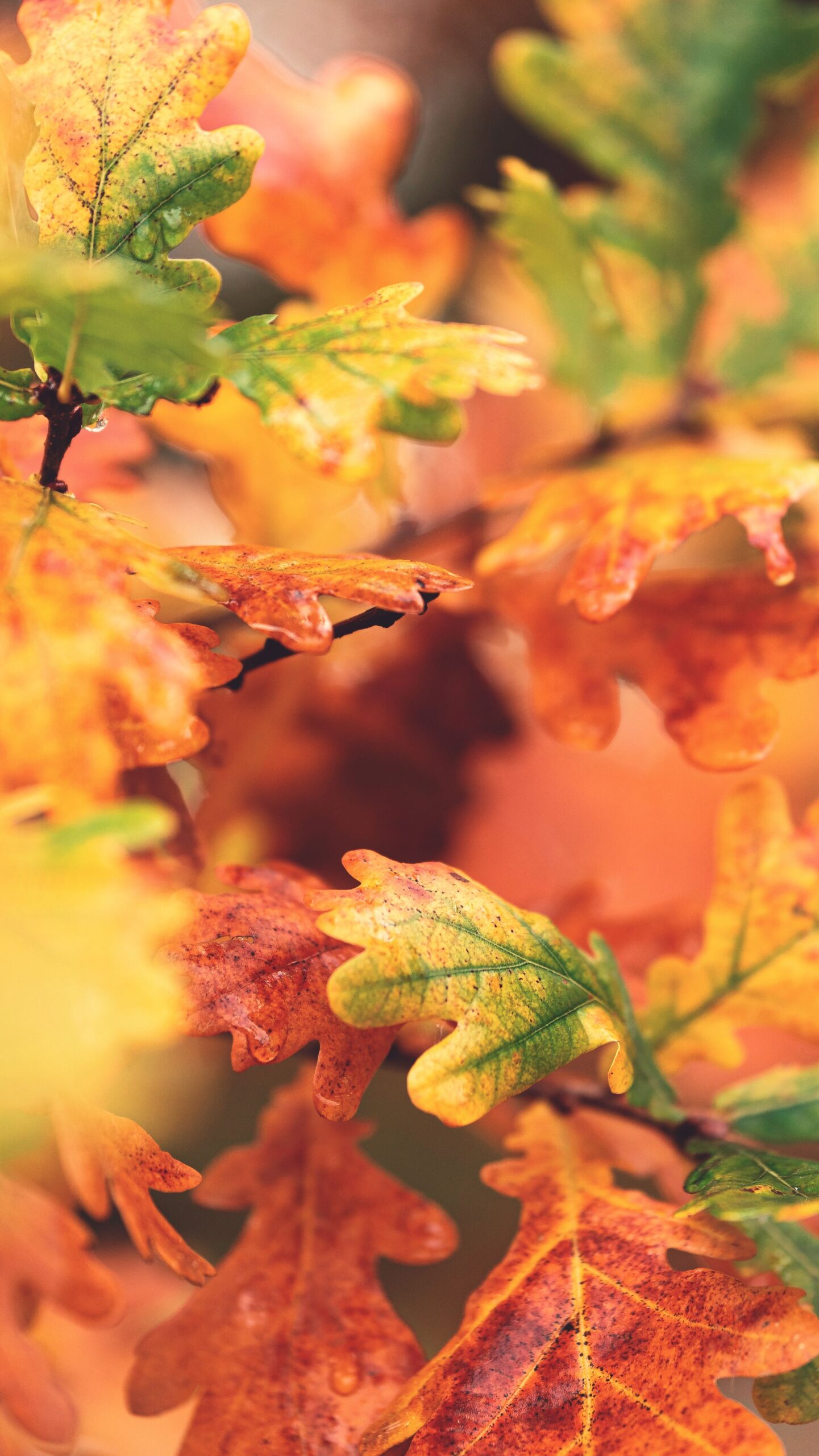 promotion-automne-2026-centre-silvauto